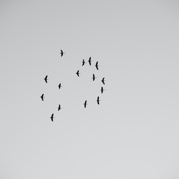 Migracje