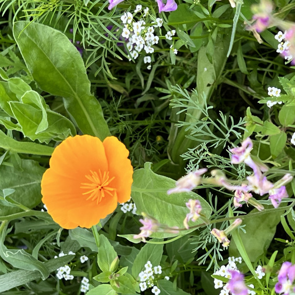 We have sown ourselves a meadow