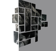 Kameleon, Anna Rank, 2013