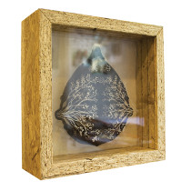 Gruczol losu (gablota), Sandra Rej, 2011