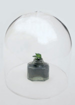 Z NADZIEJĄ |  Michalina W. Klasik | obiekt | kałamarz, sadzonka rośliny, klosz | 2019