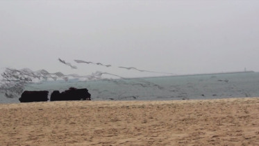 Crawlers - Mateusz Kokot