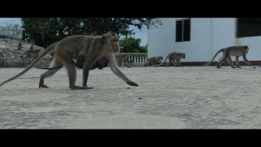 Simonas Sileika "Monkey Mountain", kadr z filmu