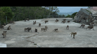 Simonas Sileika "Monkey Mountain", kadr z filmu