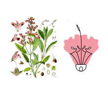 Studium i synteza obiektów roślinnych - Julia Gabryszewska