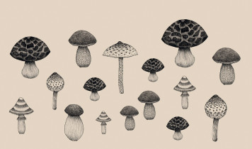 III NAGRODA: Sylwia Krachulec – Pozory mylą