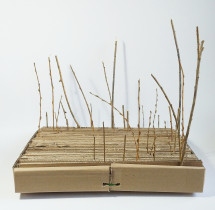 Eliza Kołodziej, Czułość