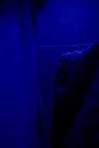 Barbara Klus, Igor Warykiewicz, CZUŁOŚĆ