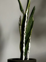 Magdalena Ferdyn, Czułość