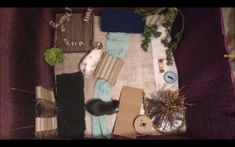 Eliza Kołodziej, Czułość