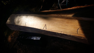 "Sacrum" (dąb) - detal.