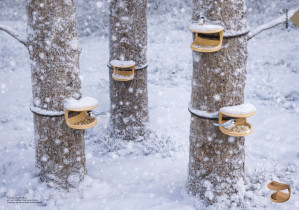 Projekt karmnika - Anna Mazur