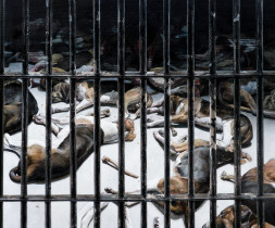 Cave Canem, olej na płótnie, 150 x 190 cm, 2015